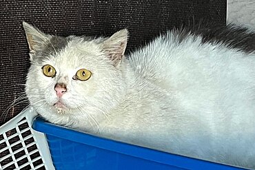 Fundkater Flocke