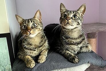 Timon und Pumba