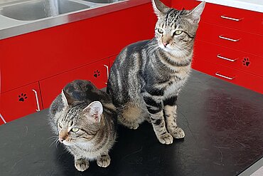Luke und Leia auf dem Küchentisch.