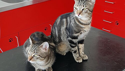 Luke und Leia auf dem Küchentisch.