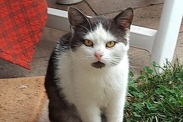 Kater Schnuti