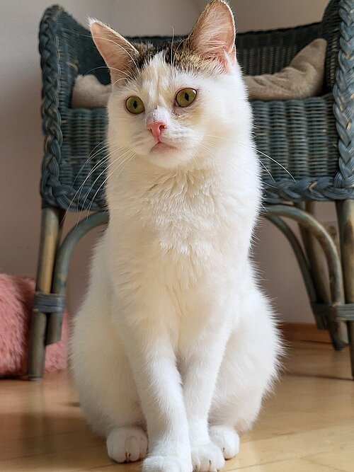 Katze Arielle