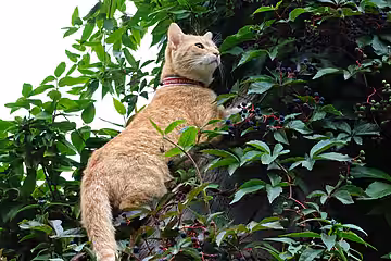 Freigängerkatzen sollten kastriert und gechippt sein. 